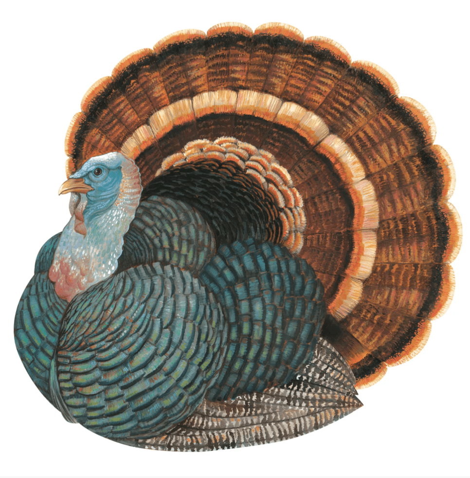 Hester & Cook Party Heritage Turkey Placemats